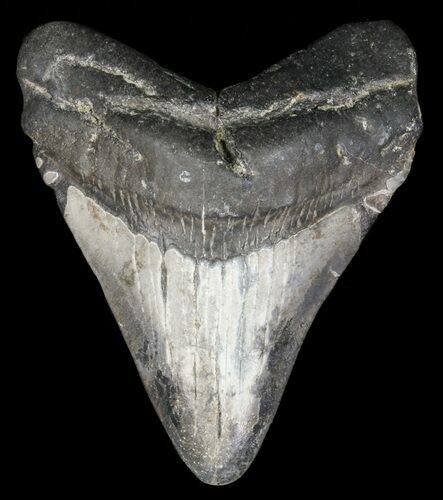 Juvenile Megalodon Tooth - Georgia #61616